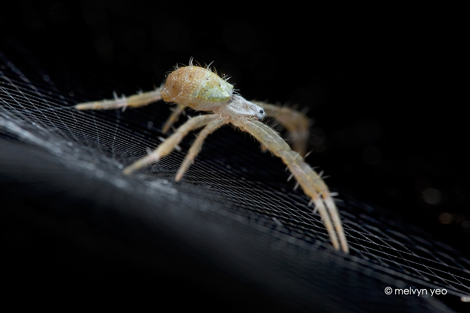 Juveniles St Andrew Cross spider