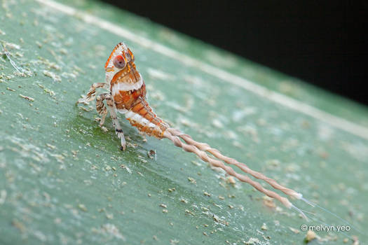 Two Tailed Planthopper Nymph