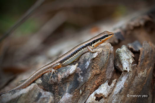 Skink