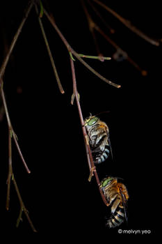 Sleeping Blue Banded Bee