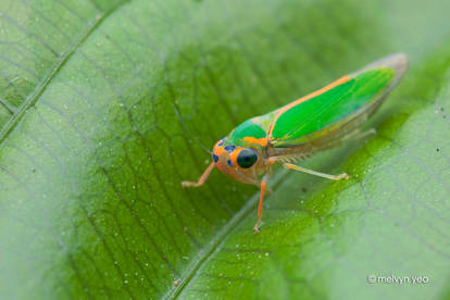Party Colored Leafhopper