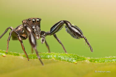 Jumping Spider (Harmochirus brachiatus)