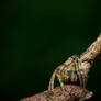 Tree Stump Spider