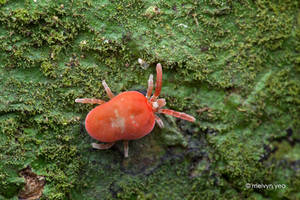 Velvet Mite