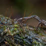 Crab Spider, Borboropactus (Simon, 1884)