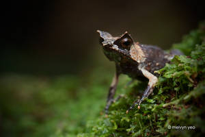 Malayan Horned Frog