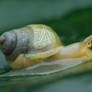 Forest snail