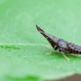 Cicadellidae Hylicinae