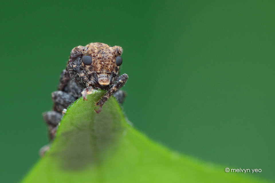 Longhorn beetle