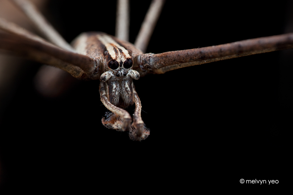 Deinopidae by melvynyeo
