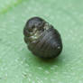 Unknown Pupa