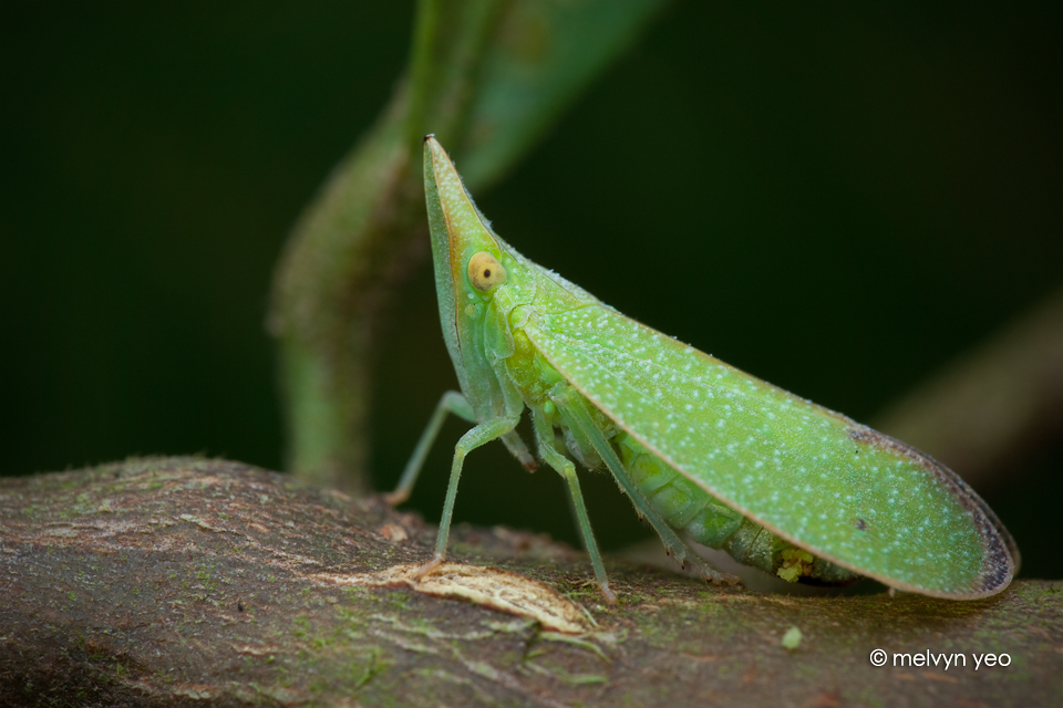 Planthopper