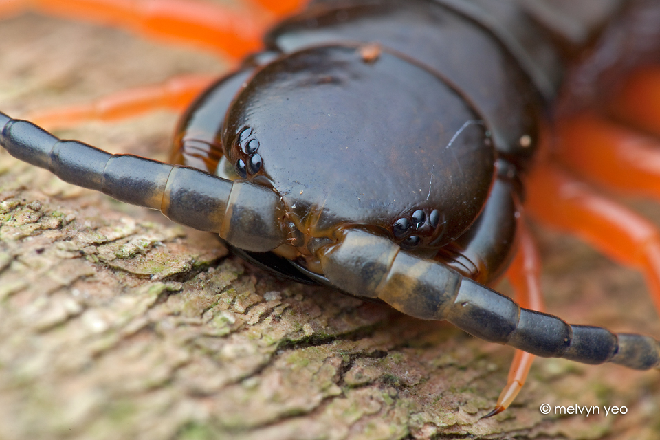 Centipede by melvynyeo