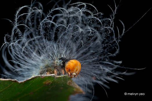 Feathery Caterpillar