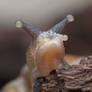 Grumpy Land Snail