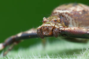 Strigoplus (Simon, 1885) Crab Spider