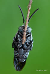 Sleeping Cuckoo bee