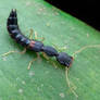 Rove Beetle