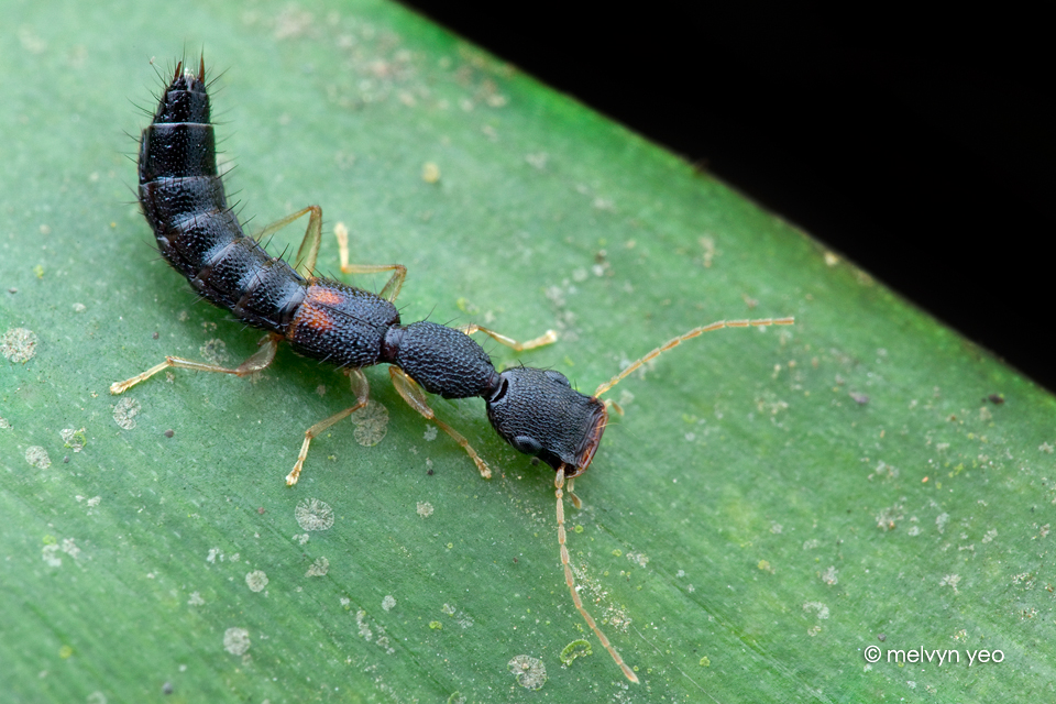 Rove Beetle