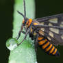 Wasp Mimic Moth, Amata huebneri