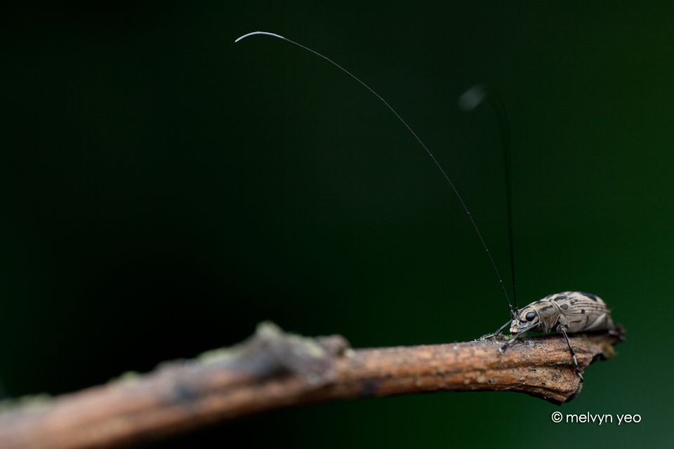 Long long antenna weevil