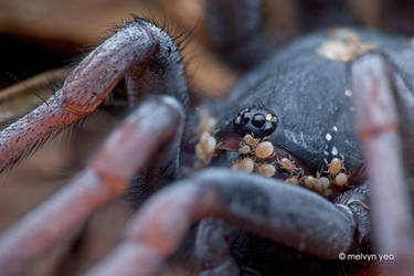 Tube Trapdoor spider infested with mites