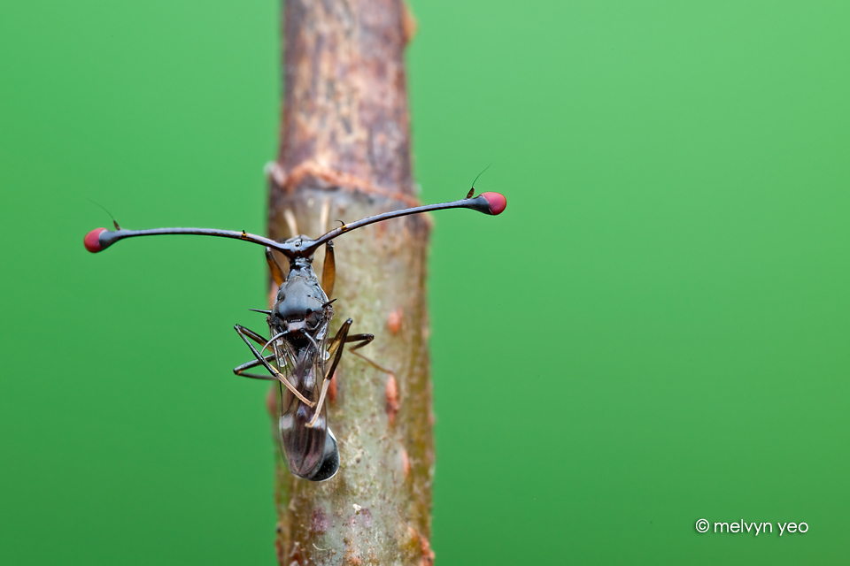 Stalk-eyed fly