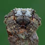 Big-Headed Bark Spider, Caerostris sp.