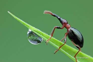 Sweet Potato Weevil