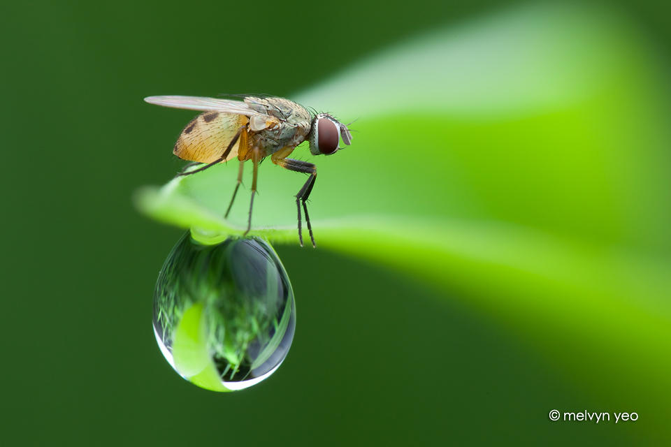 Balancing Act by melvynyeo