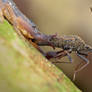 Scorpion eating Stink bug