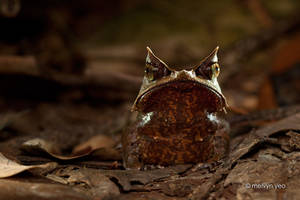 Malayan Horned Frog