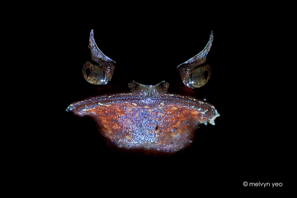 Malayan Horned Frog (Megophrys nasuta)