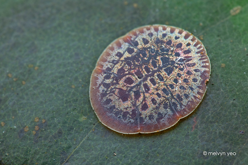 Paralecanium Expansum Metallicum Scale insect