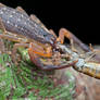 Scorpion eating Earwig