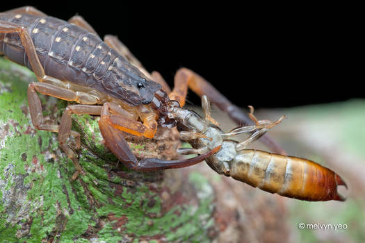 Scorpion eating Earwig