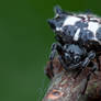 Spiny Orb Weaver Spider (Gasteracantha sp.)