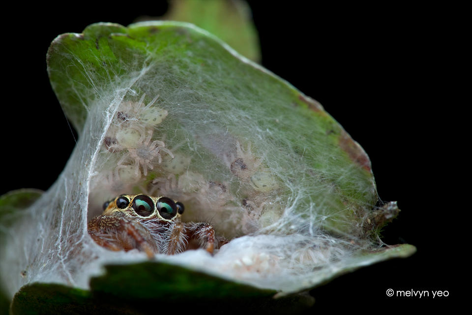 Jumping Spider and her babies by melvynyeo