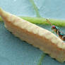 Mantis Parasitic Wasp (Podagrion sp.)