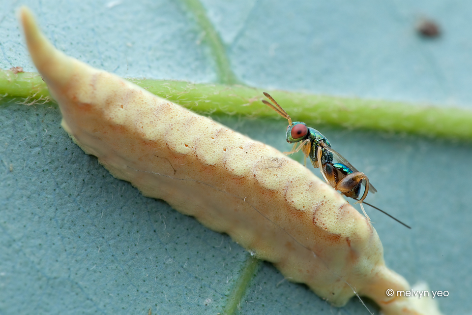 Mantis Parasitic Wasp (Podagrion sp.)