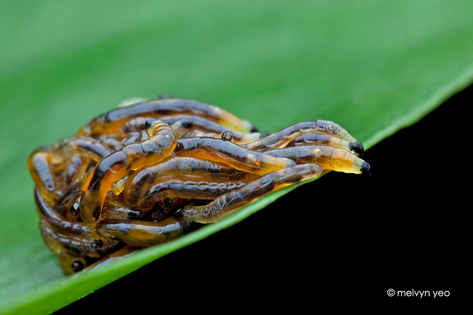 Dark Winged Fungus Gnats Larvae (Sciaridae)