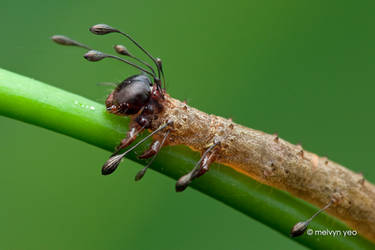 Owlet Moth Larva (Homodes sp.)