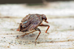 Planthopper nymph