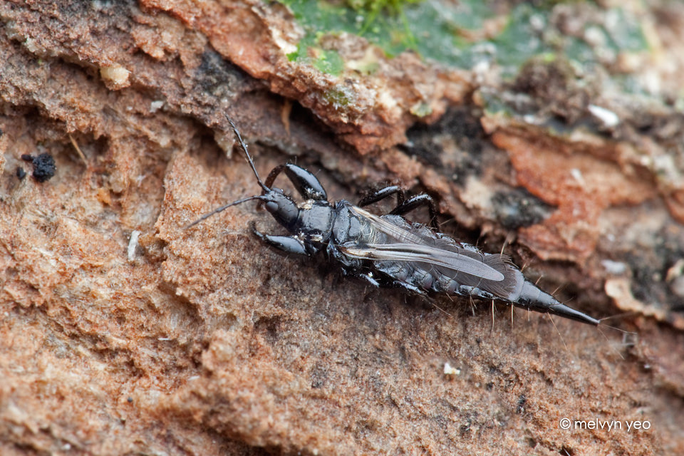 Thrips fringed wings