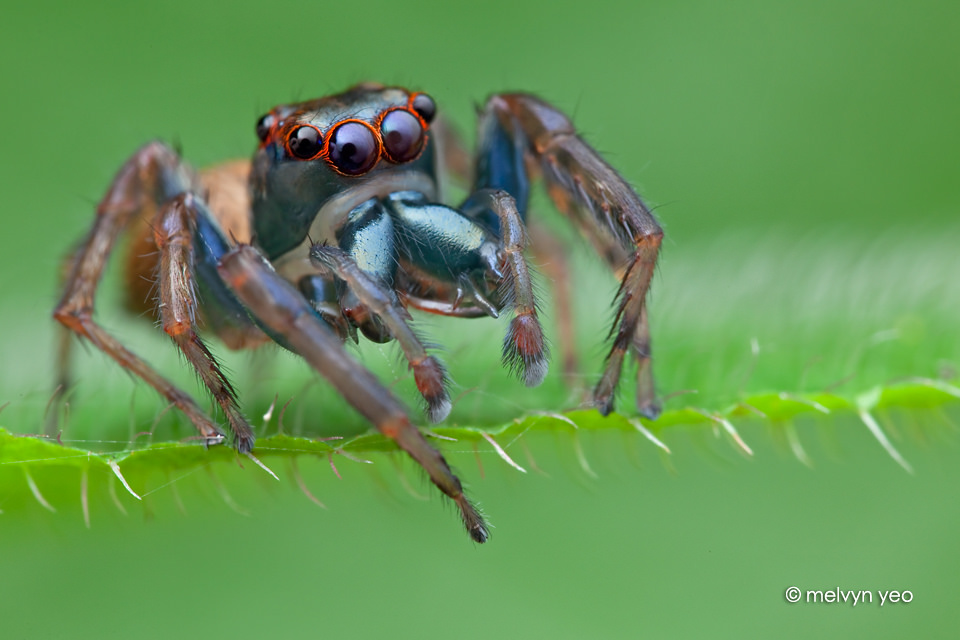 Bluish Jumping Spider