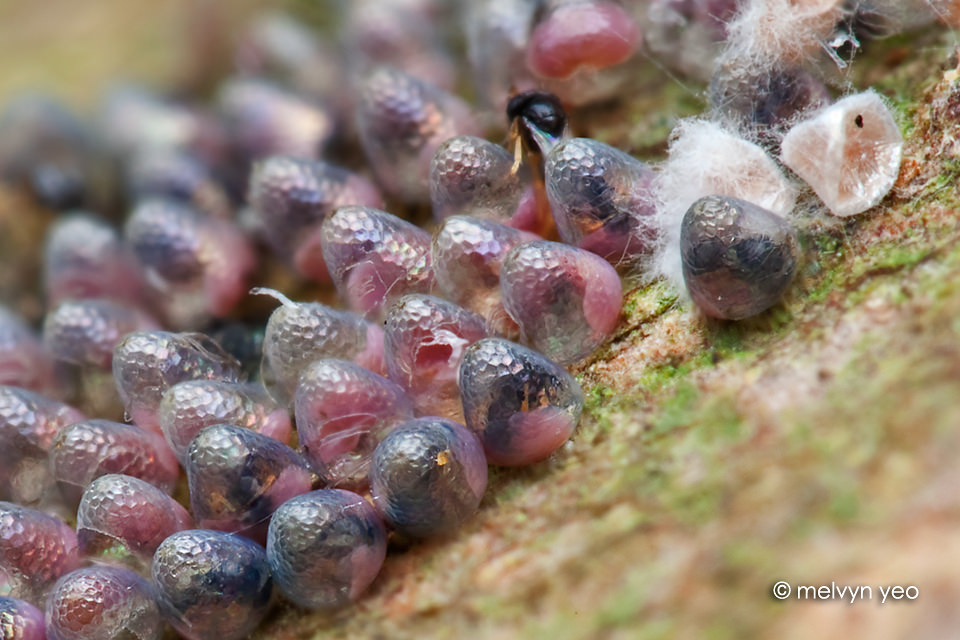 Hatching Parasitoid wasp