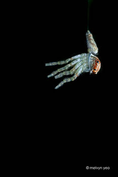 Freshly Moulted Jumping Spider