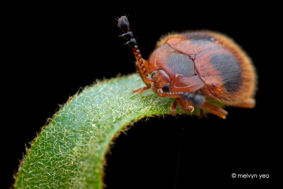 Ladybird Mimic Beetle