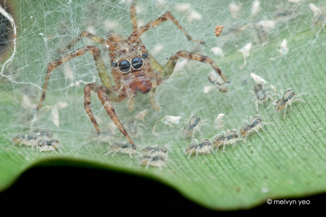 Mother Jumping Spider and her spiderlings by melvynyeo