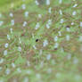 Freshly Hatch Mantidfly Larvae